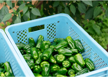 ピーマンの箱詰め