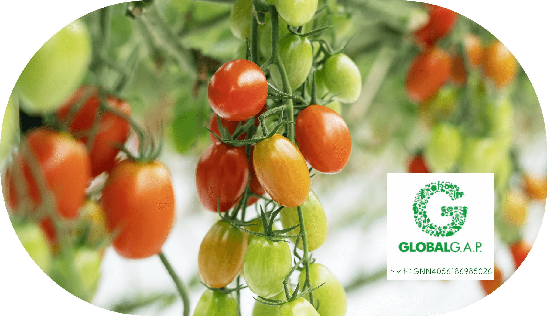 グローバルギャップを取得したスイートトマト