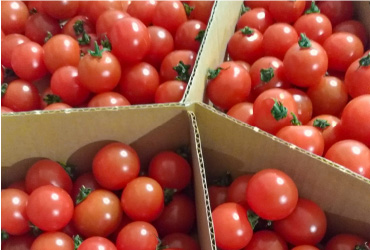 トマトの箱詰め