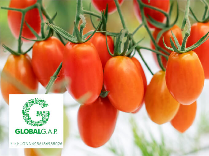 グローバルギャップに認証されたトマトの生産