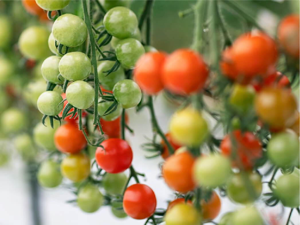 フルーツトマト