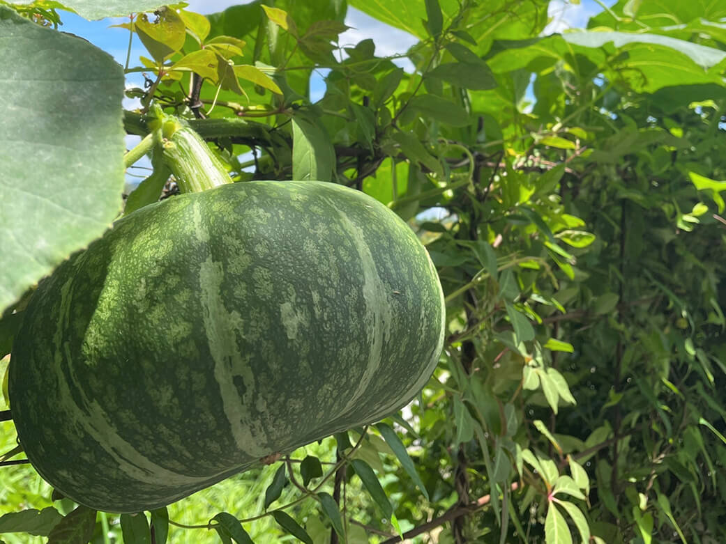 スイートかぼちゃ