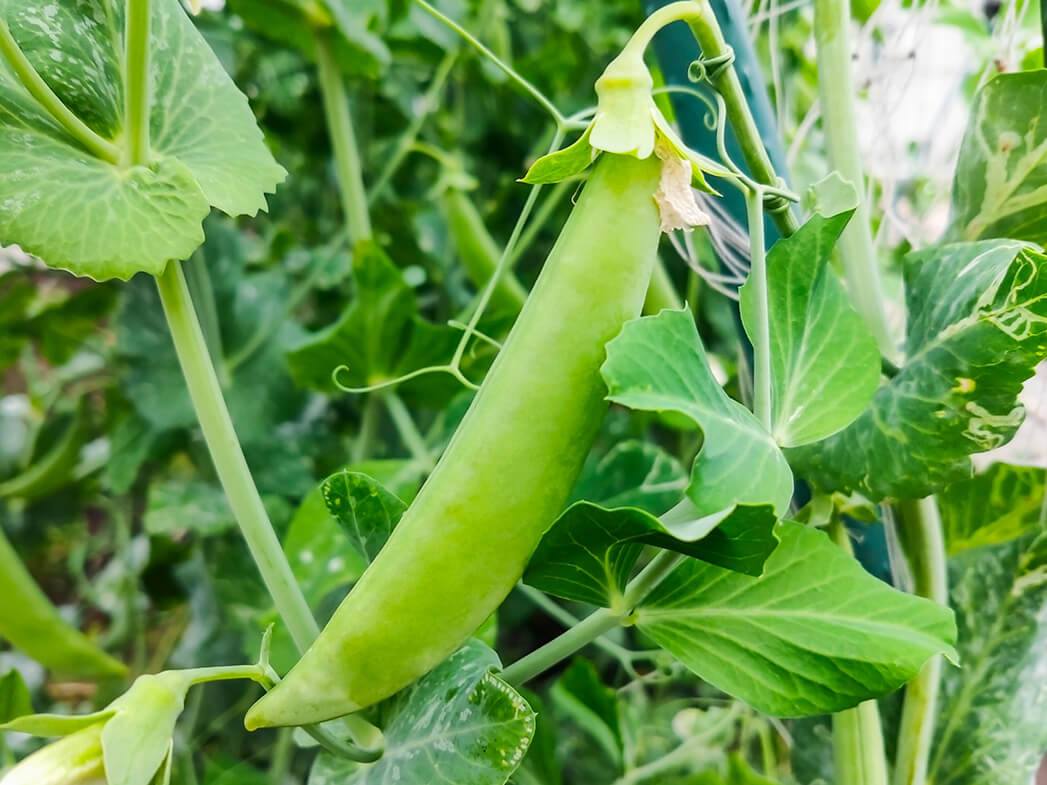 スナップエンドウ